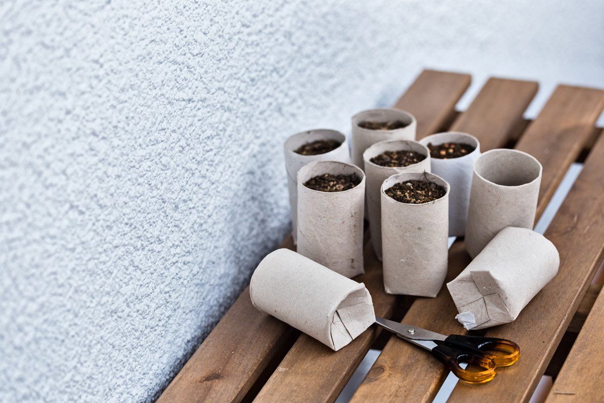 Tomma toalettpappersrullar kan användas som krukor för växtfrön.